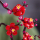 LEGO Botanicals 10369 Kwiat śliwy - 1266089 - zdjęcie 12